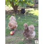 Us Silkie Seidenhuhn.jpg